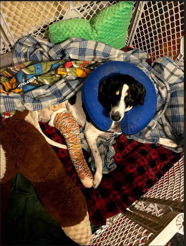 amputee dog TPLO surgery recovery